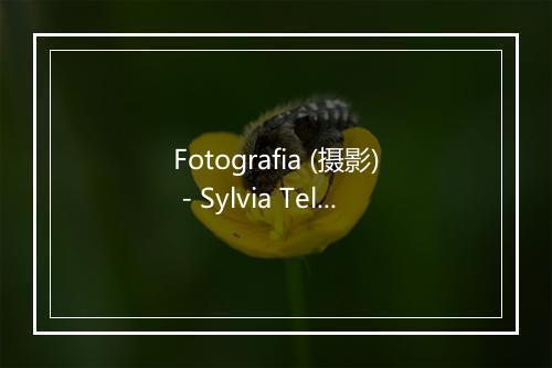 Fotografia (摄影) - Sylvia Telles-歌词