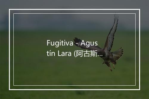 Fugitiva - Agustín Lara (阿古斯丁·拉腊)-歌词