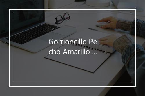 Gorrioncillo Pecho Amarillo - Proyecto Norte-歌词