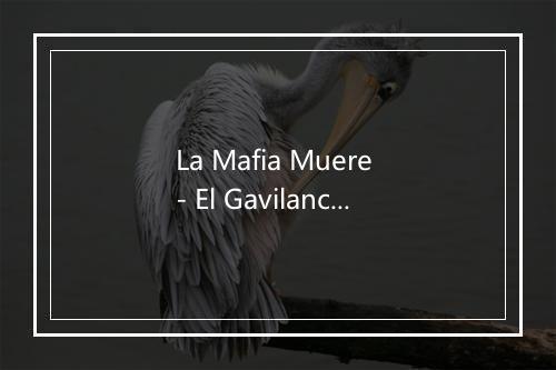 La Mafia Muere - El Gavilancillo-歌词