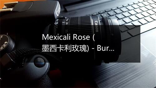 Mexicali Rose (墨西卡利玫瑰) - Burl Ives (布勒·埃夫斯)-歌词