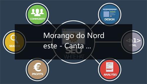 Morango do Nordeste - Canta Bahia-歌词_2