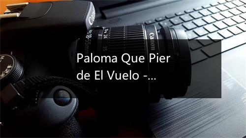 Paloma Que Pierde El Vuelo - Los Chunguitos-歌词