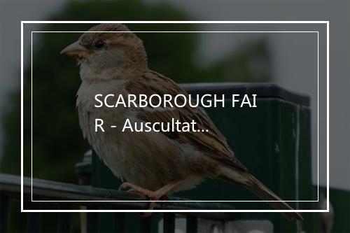 SCARBOROUGH FAIR - Auscultate-歌词_1