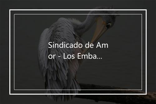 Sindicado de Amor - Los Embajadores Vallenatos-歌词