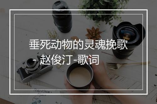 垂死动物的灵魂挽歌 - 赵俊汀-歌词