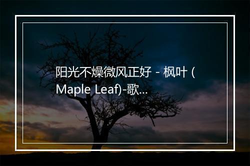 阳光不燥微风正好 - 枫叶 (Maple Leaf)-歌词