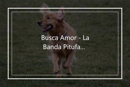 Busca Amor - La Banda Pitufa-歌词