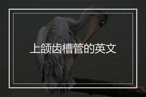 上颌齿槽管的英文