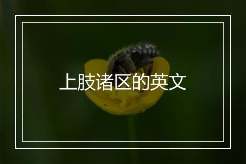 上肢诸区的英文