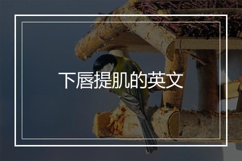 下唇提肌的英文