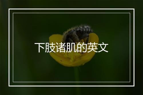 下肢诸肌的英文