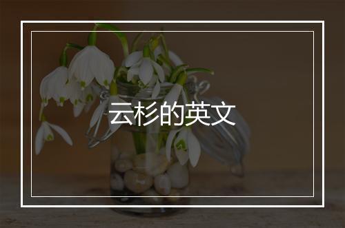 云杉的英文