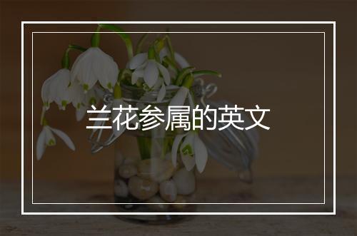 兰花参属的英文