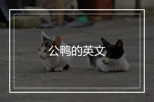 公鸭的英文