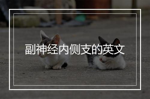 副神经内侧支的英文