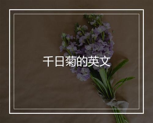 千日菊的英文