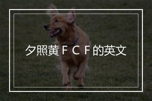 夕照黄ＦＣＦ的英文