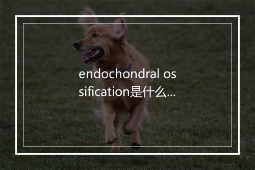 endochondral ossification是什么意思