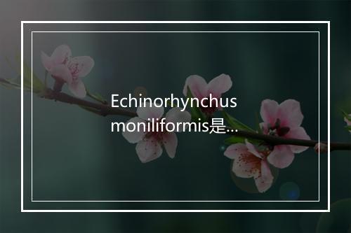 Echinorhynchus moniliformis是什么意思