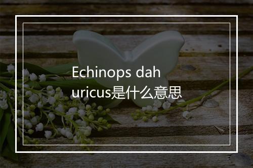 Echinops dahuricus是什么意思