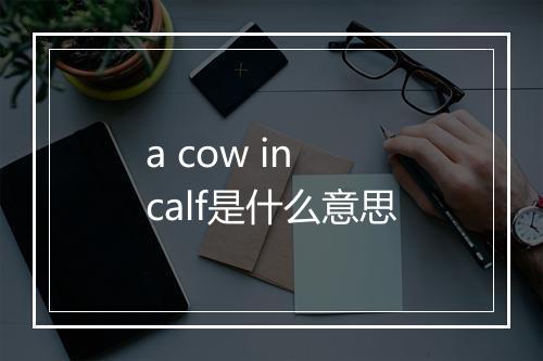 a cow in calf是什么意思