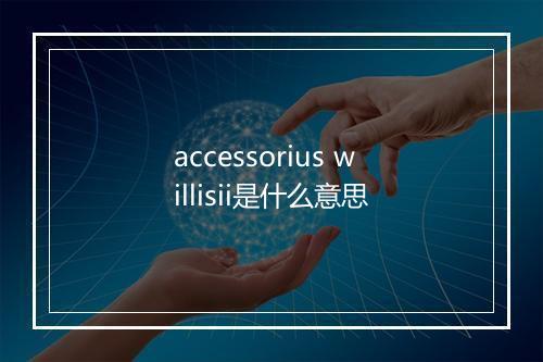 accessorius willisii是什么意思