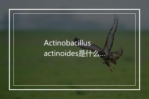 Actinobacillus actinoides是什么意思