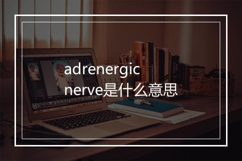 adrenergic nerve是什么意思