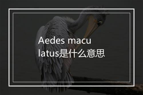 Aedes maculatus是什么意思