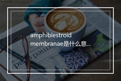 amphiblestroid membranae是什么意思