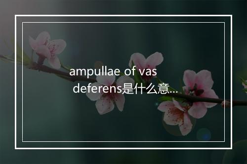 ampullae of vas deferens是什么意思