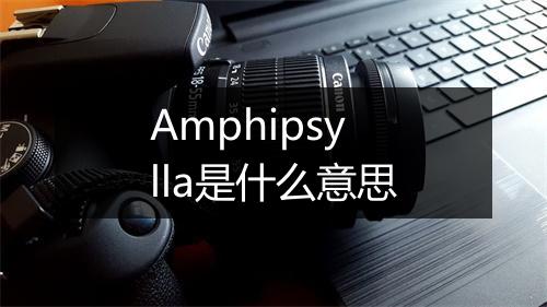 Amphipsylla是什么意思