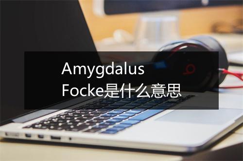 Amygdalus Focke是什么意思