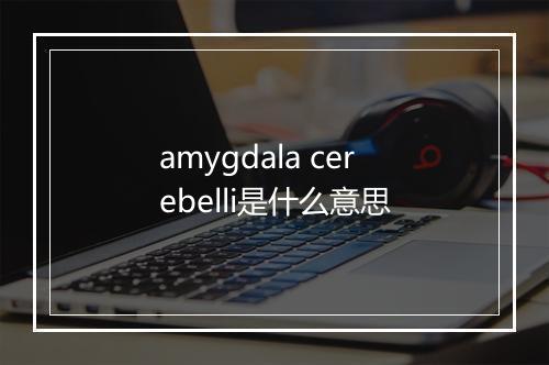 amygdala cerebelli是什么意思