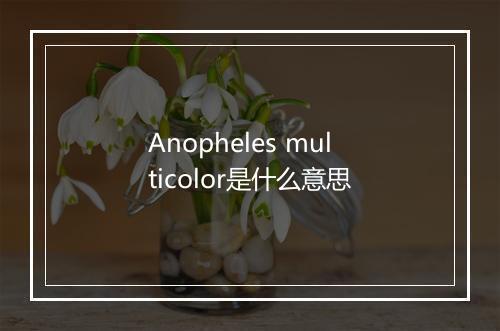 Anopheles multicolor是什么意思