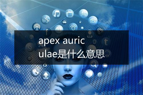 apex auriculae是什么意思