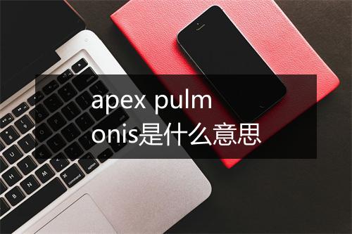 apex pulmonis是什么意思