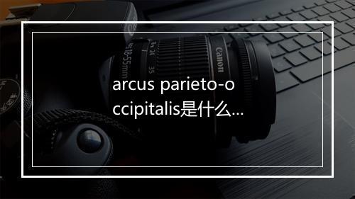 arcus parieto-occipitalis是什么意思