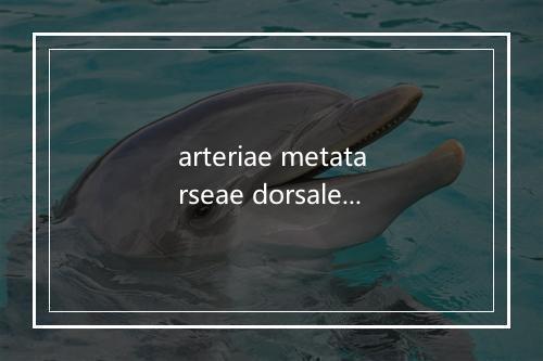 arteriae metatarseae dorsales是什么意思