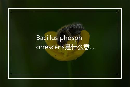 Bacillus phosphorrescens是什么意思