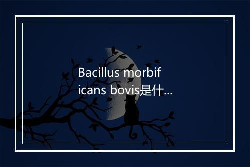 Bacillus morbificans bovis是什么意思