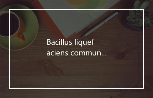 Bacillus liquefaciens communis是什么意思