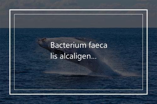 Bacterium faecalis alcaligenes是什么意思