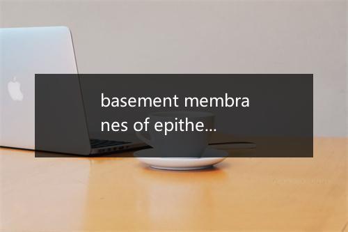 basement membranes of epithelium是什么意思