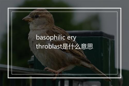 basophilic erythroblast是什么意思