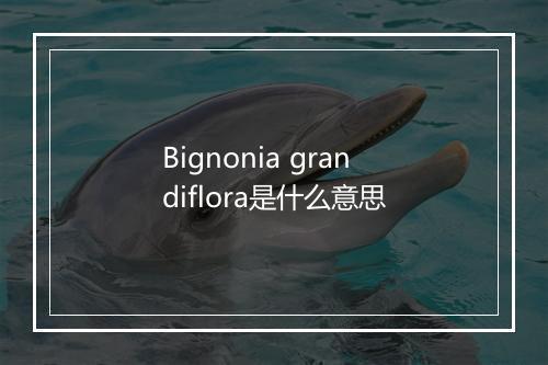 Bignonia grandiflora是什么意思