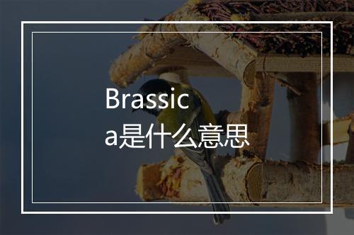 Brassica是什么意思