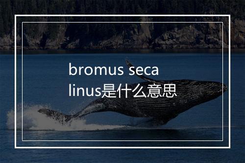 bromus secalinus是什么意思