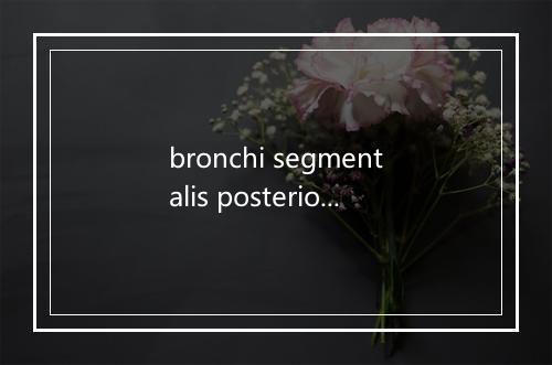 bronchi segmentalis posterior是什么意思